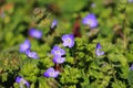 Green grass with blue flowers Royalty Free Stock Photo