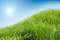 Green grass and blue sky background.