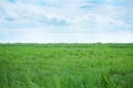 Green grass with blue sky. beautiful lown outdoor nature landscape.