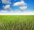 Green grass blue sky Royalty Free Stock Photo