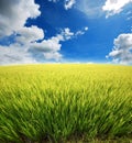 Green grass blue sky Royalty Free Stock Photo