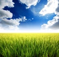 Green grass blue sky Royalty Free Stock Photo