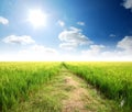 Green grass blue sky Royalty Free Stock Photo