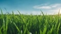 green grass and blue sky green grass blue clear sky spring nature panorama theme Royalty Free Stock Photo