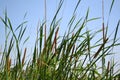 Green grass with blue sky Royalty Free Stock Photo