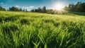 green grass and blue sky A spring or summer season abstract nature background with grass and blue sky. The grass is green Royalty Free Stock Photo