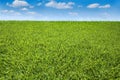 Green Grass and Blue Sky in the Summer Day Royalty Free Stock Photo