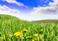 Green grass, the blue sky and white clouds Royalty Free Stock Photo