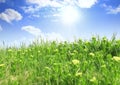 Green grass, the blue sky and white clouds Royalty Free Stock Photo