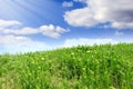 Green grass, the blue sky and white clouds Royalty Free Stock Photo