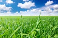 Green grass, the blue sky and white clouds Royalty Free Stock Photo