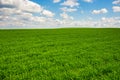 Green grass and blue sky with white clouds Royalty Free Stock Photo