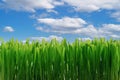 Green grass and blue sky with white clouds background, earth day concept Royalty Free Stock Photo