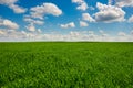Green grass and blue sky with white clouds Royalty Free Stock Photo