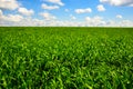 Green grass and blue sky with white clouds Royalty Free Stock Photo