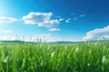 Green grass and blue sky with white clouds. Spring landscape. Nature background