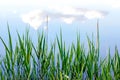 Green grass and blue sky with white clouds in water reflection in summer season. Tranquil country rural landscape Royalty Free Stock Photo