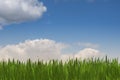 Green grass and blue sunny sky spring landscape. Perfect for backgrounds Royalty Free Stock Photo