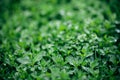 Green grass blur background. Royalty Free Stock Photo