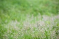 Green grass blur background.