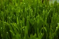 Green grass blur backgrounds. Royalty Free Stock Photo