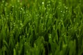 Green grass blur backgrounds. Royalty Free Stock Photo