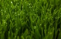Green grass blur backgrounds. Royalty Free Stock Photo
