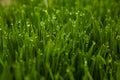 Green grass blur backgrounds. Royalty Free Stock Photo