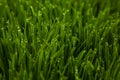 Green grass blur backgrounds. Royalty Free Stock Photo