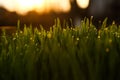 Green grass blur backgrounds. Royalty Free Stock Photo