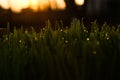 Green grass blur backgrounds. Royalty Free Stock Photo