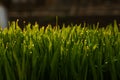 Green grass blur backgrounds. Royalty Free Stock Photo