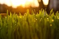 Green grass blur backgrounds. Royalty Free Stock Photo