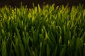 Green grass blur backgrounds. Royalty Free Stock Photo