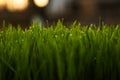 Green grass blur backgrounds. Royalty Free Stock Photo