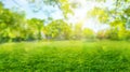 green grass blurred background with sun rays in park meadow Royalty Free Stock Photo