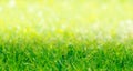 Green Grass Border With Defocused Natural Background