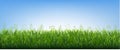 Green Grass Border With Flowers Blue Background Royalty Free Stock Photo