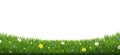 Green Grass Border With Flowers Isolated Transparent Background Royalty Free Stock Photo