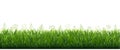 Green Grass Border With Flowers White Background Royalty Free Stock Photo