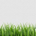 Green Grass Border Isolated Transparent Background Royalty Free Stock Photo