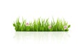 Green Grass Border. Isolated. Vector Illustration.