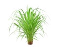 Green Grass Border isolated on white background.  Paragrass, buffalograss, panicum grass Royalty Free Stock Photo