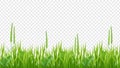 Green grass border. Realistic field or meadow isolated on transparent background. Plant vector background