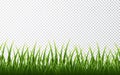 Green grass border set on transparent background. Vector Illustration Royalty Free Stock Photo