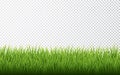 Green grass border set on transparent background. Vector Illustration Royalty Free Stock Photo