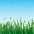 Green grass border with sparkling blue sky background.
