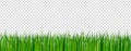 Green grass border on transparent vector background. Spring or summer plant field lawn. Vector illustration Royalty Free Stock Photo