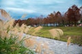 Green grass on both sides of the river. Bald cypress trees with red leaves.