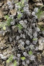 Green grass breaking through the rocks and wilted gray curls of old vegetation